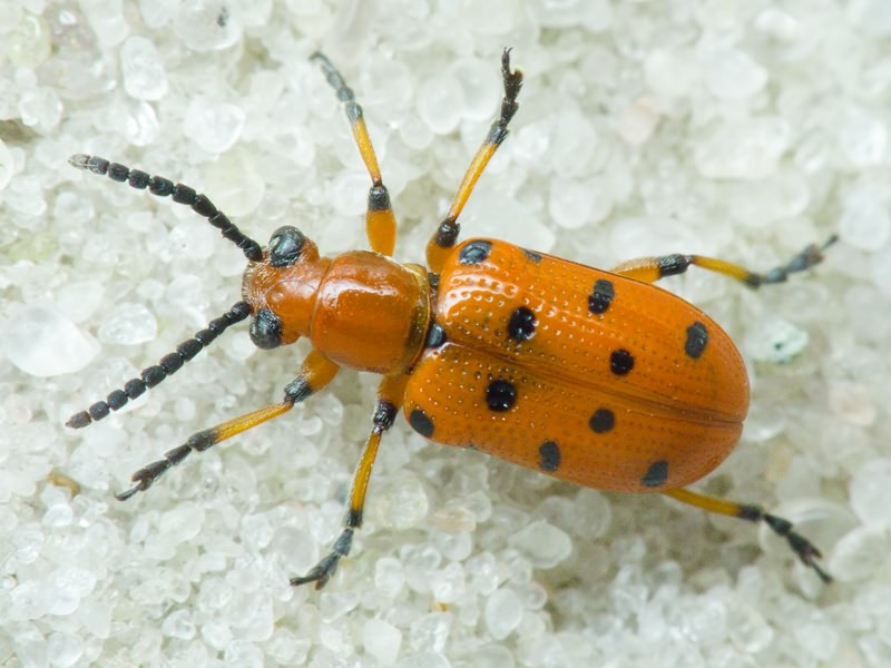 Crioceris duodecimpunctata (Linnaeus, 1758)